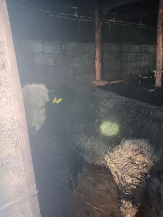 Продам бычков с откорма