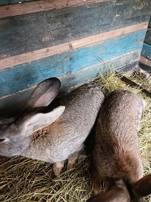 Iepuri uriaș german