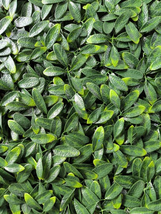 Искуственный газон Искусственная трава  ворс 10 - 40мм