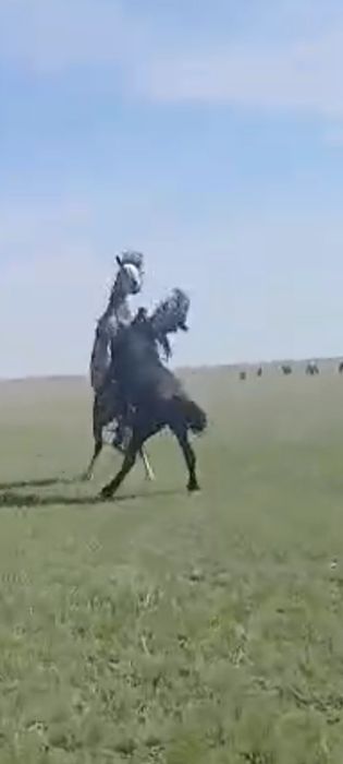 Айғыр-Жеребец старотипный Орловец