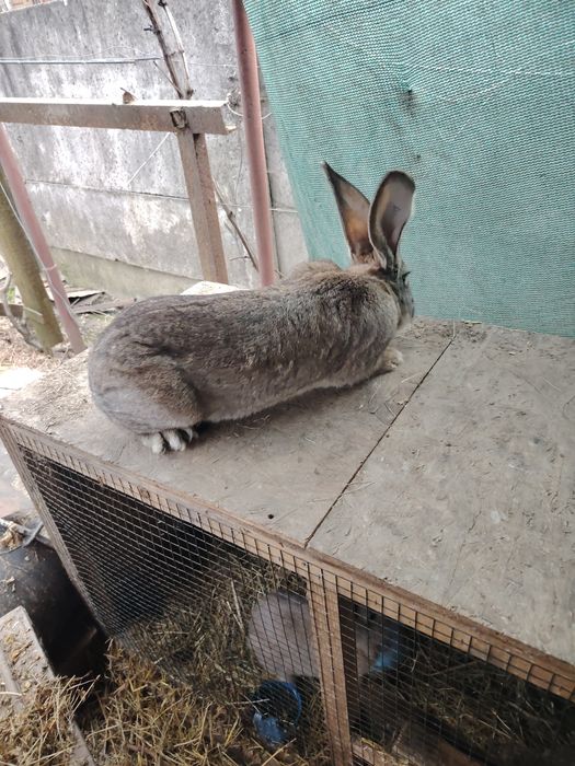 Urias german diferite cuiburi