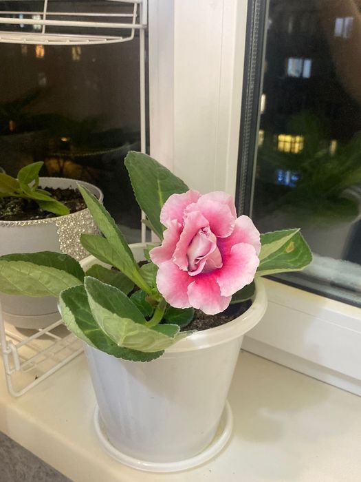 Продам глоксинию!