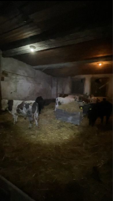 Vitei belgieni, baltati , angus