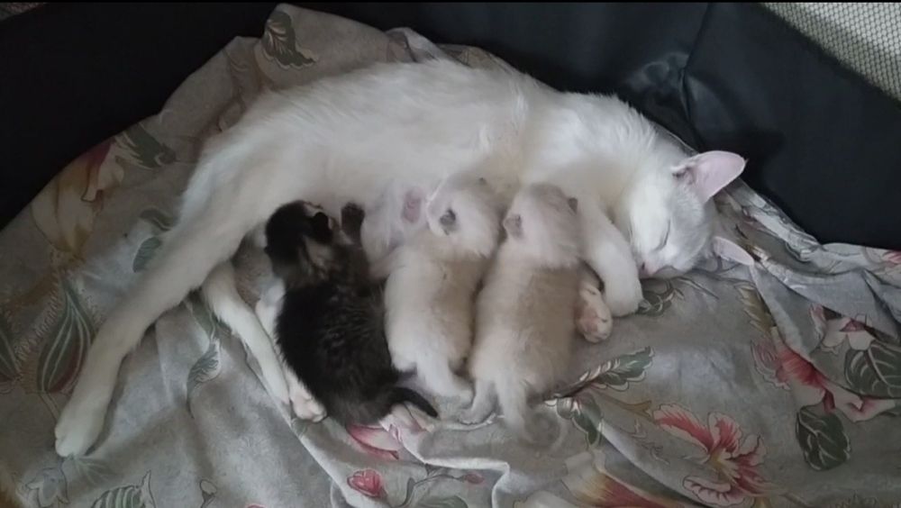 Котята недорого.