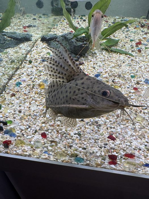 Somn cu aripioare de pene (Synodontis eupterus).