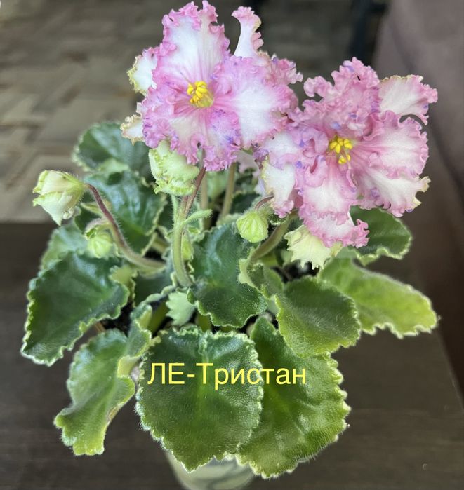 Продам сортовые фиалки
