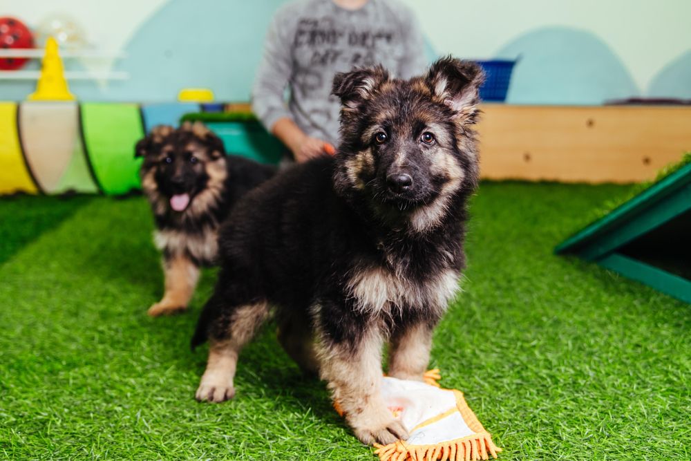 Продается щенок немецкой овчарки