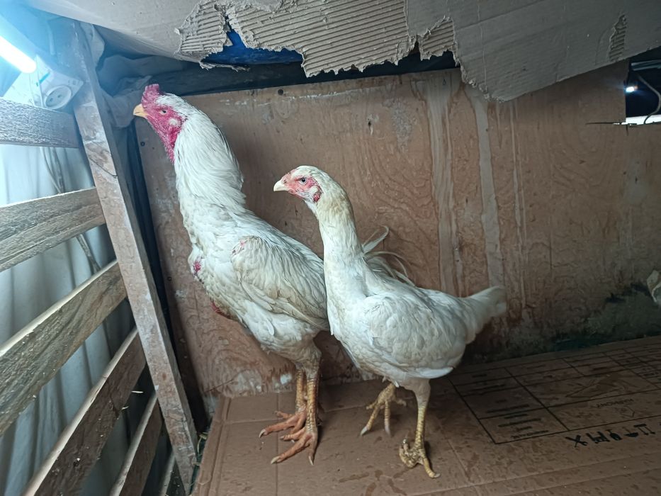 Dakan xoroz tovuq srochna sotlad