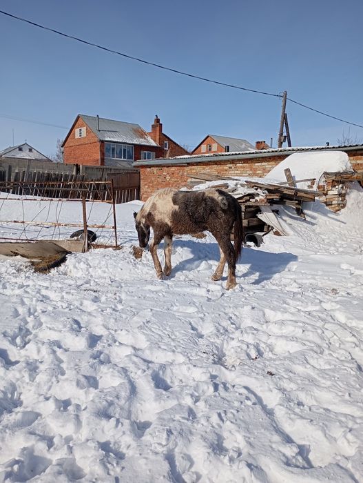 Продам жабагы мальчик стоит на откорме