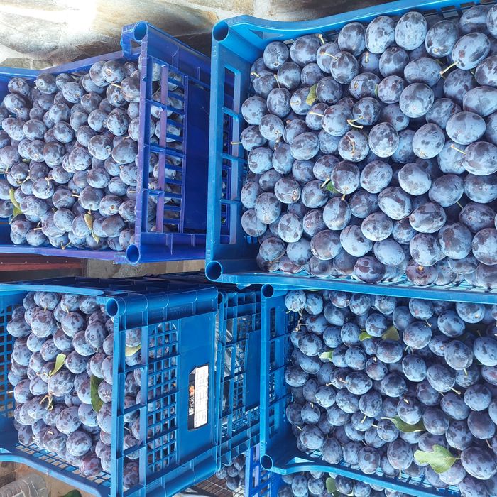 Prune coapte , diferite soiuri detalii la telefon