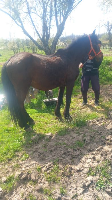 Cal castrat de vânzare