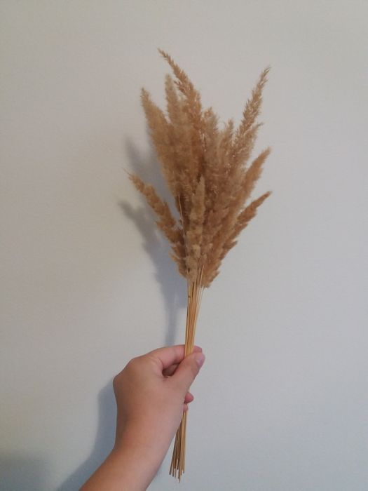 Продам сухоцветы