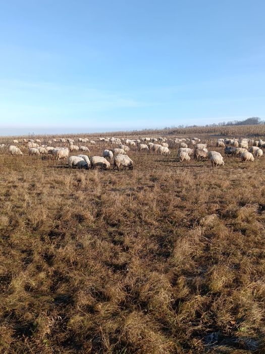 Vand 70 oi tinere la prima si a doua fatare