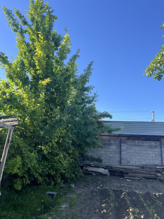 Продам дуб,или листья для бани