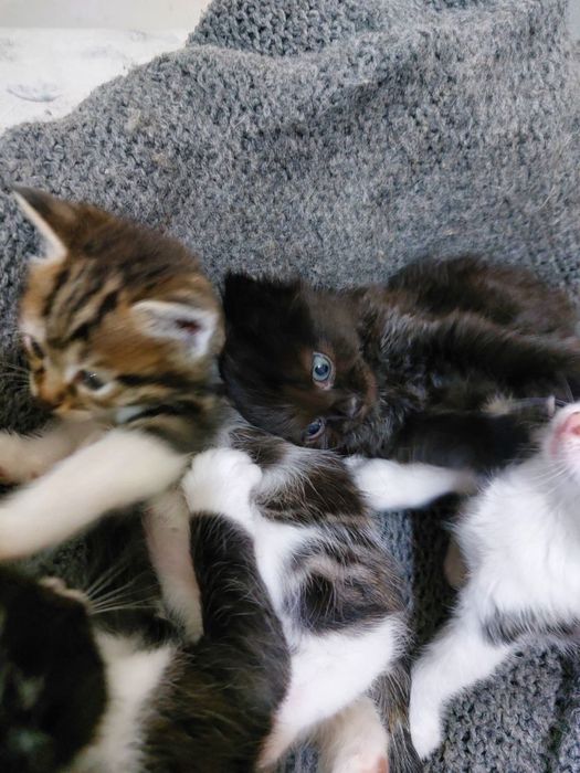 Котята в добрые руки