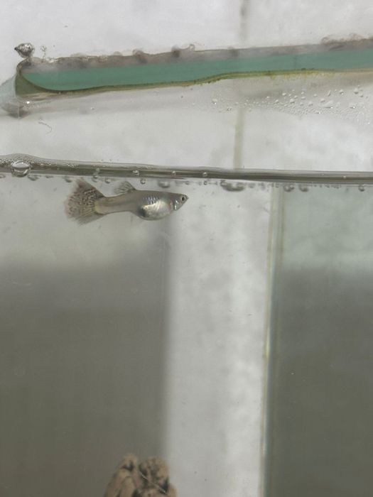 Продам 20 литровый аквариум с рыбками