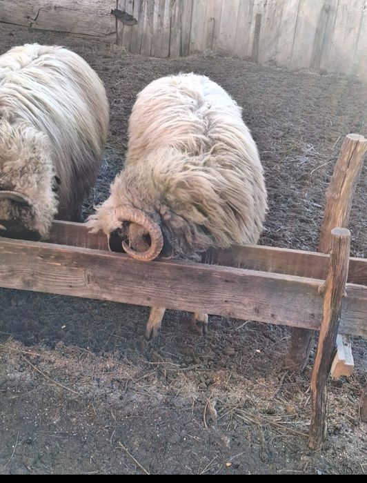 Vând doi berbeci noatini și o miauă