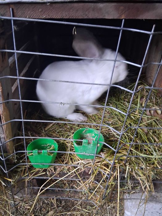 Mascul urias de Transilvania