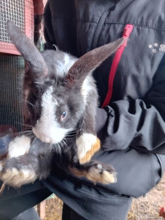 Зайци за продаване