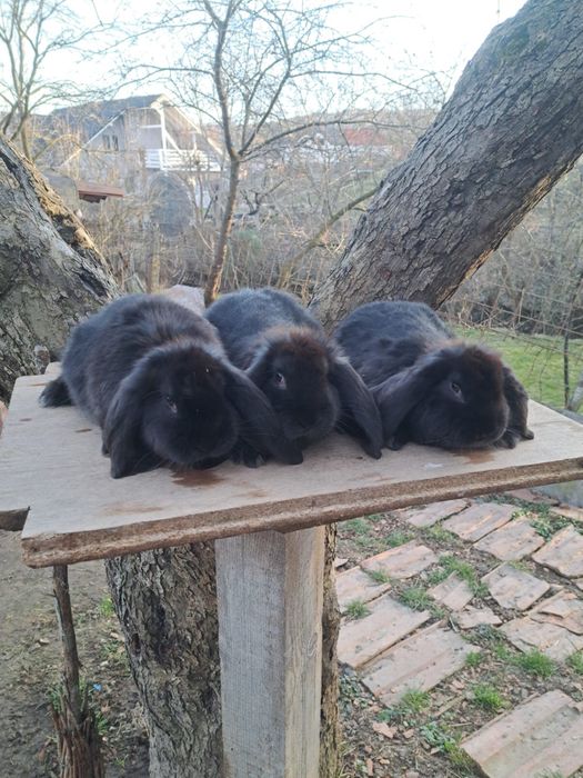 Iepuri berbec german