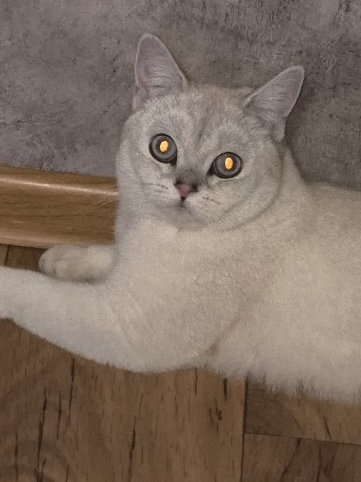 Ищем жениха для британочки