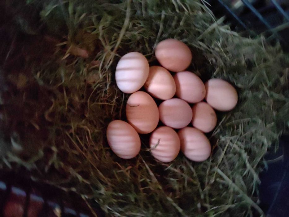 Ouă BIO de casă !!! – Beznea, Bihor