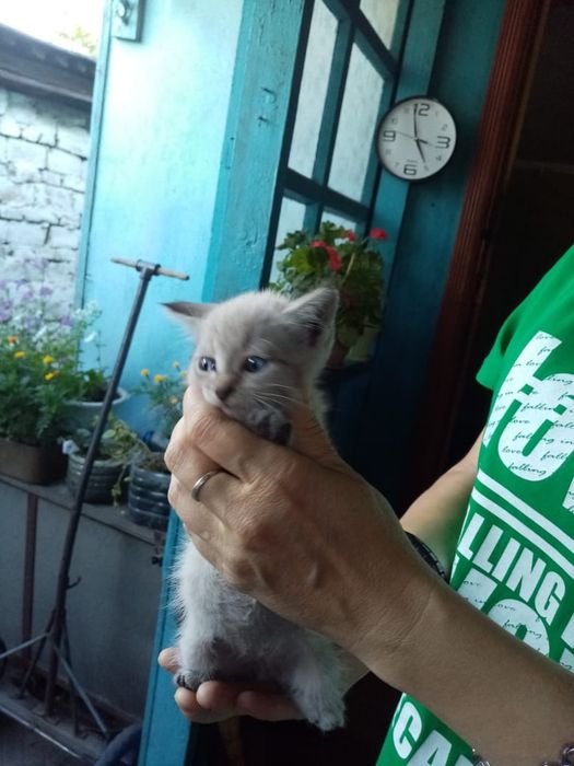 Отдам котят бесплатно
