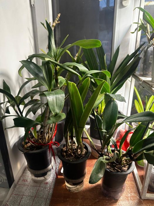 Продаю цветы  архидей