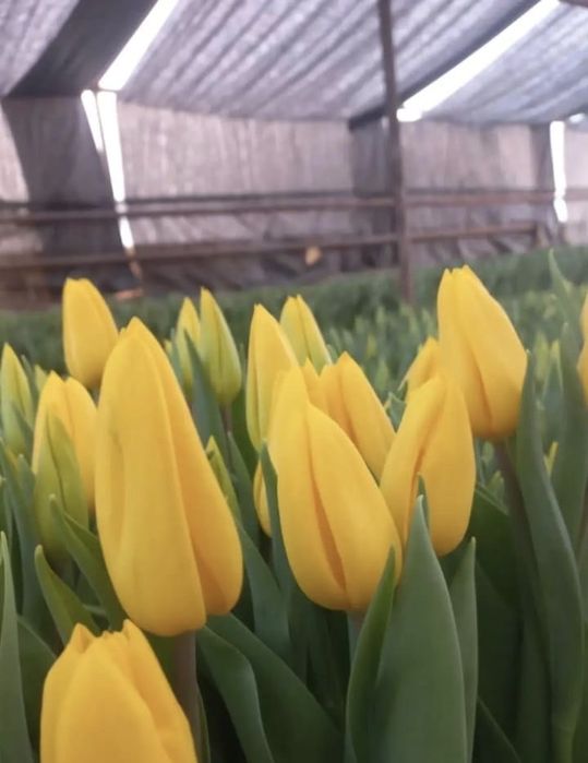 Оптом тюльпаны и в розницу