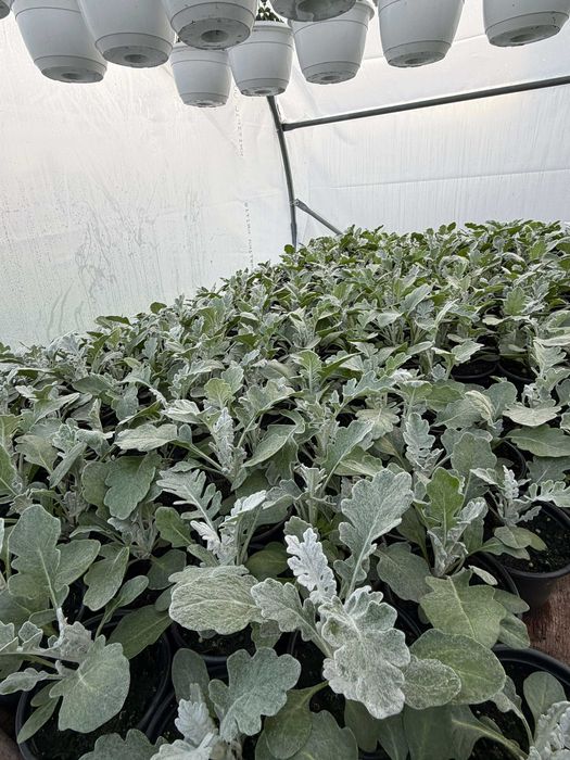 Flori finisate si semifinisate de vânzare en-gros