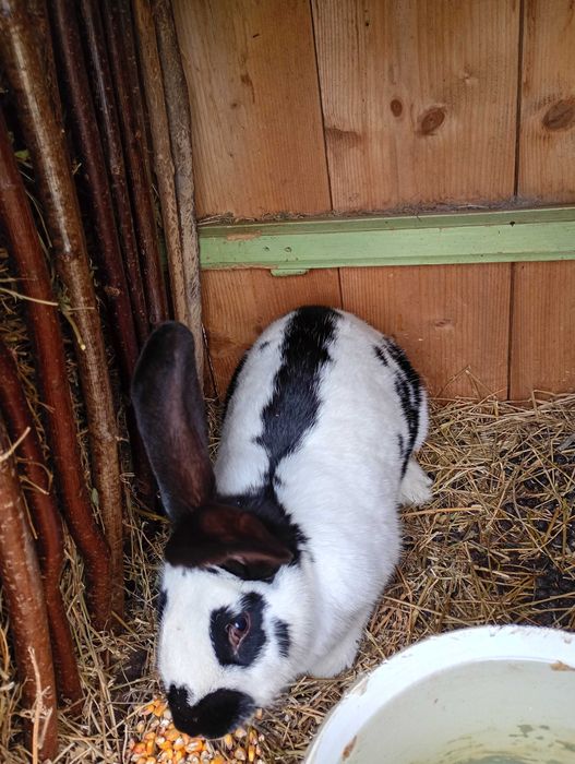 Vând iepuroaica tanara