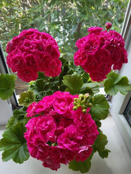 Сортовые пеларгонии