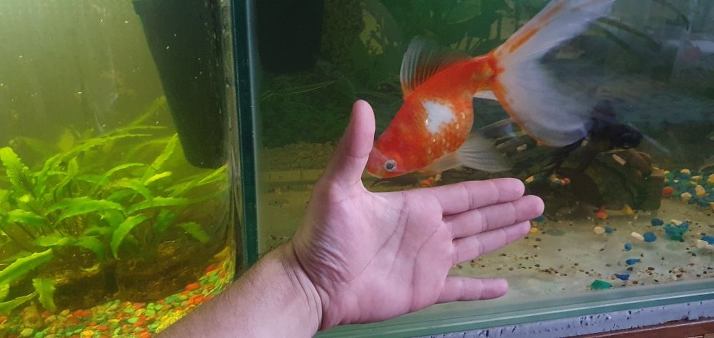 Продам золотую рыбку