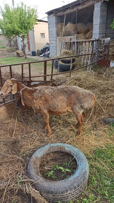 Семіз қой мен қошқар сатылады