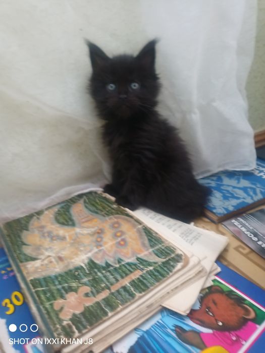 Продам котят породы Мейн -кун