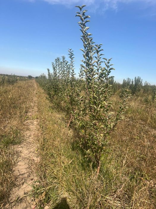 Продам сад с. Турген