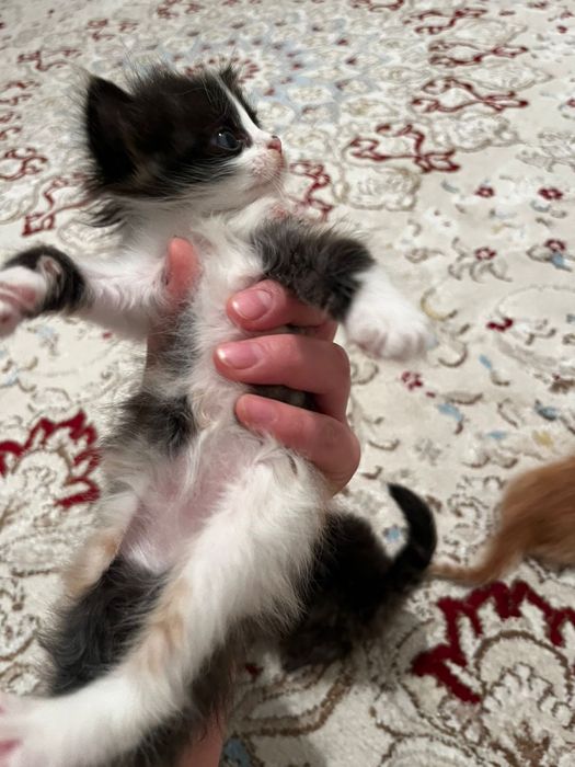 Сибирский котенок