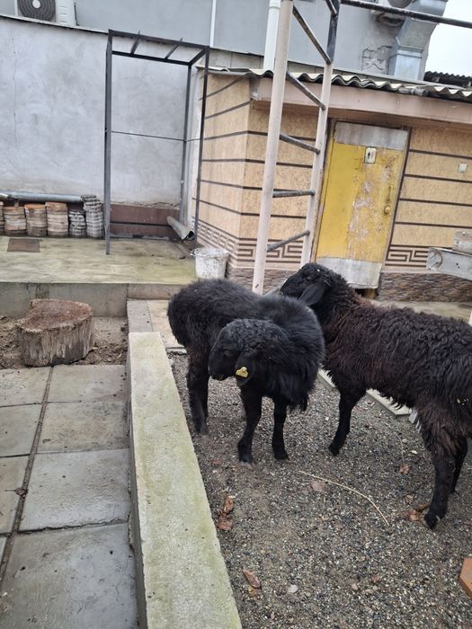 Еркек Тоқтылар бар 2шт