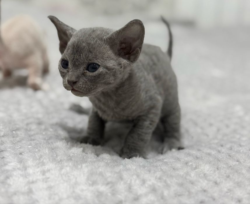 Продаются чистопородные котята породы Девон Рекс /Toza zotli Devon Rex