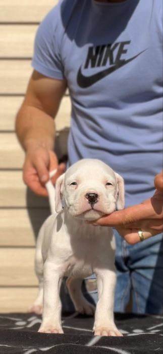 Femela Dog Argentinian/Pedigree