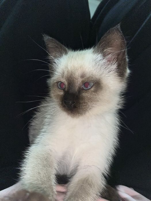 Сиамская кошка девочка
