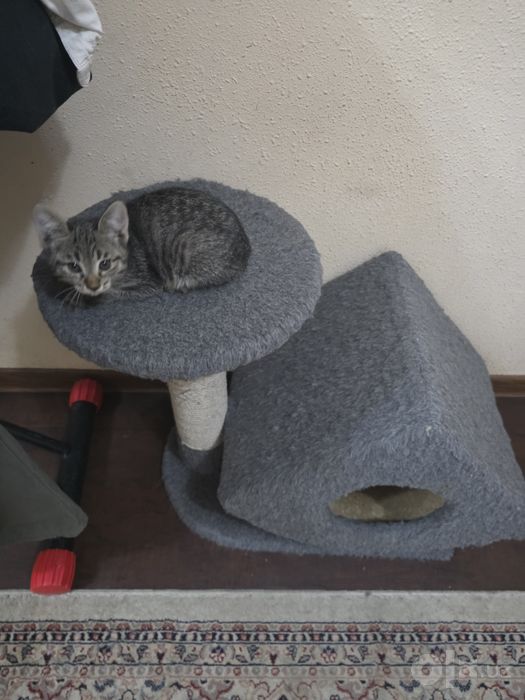 Котята, 2 месяца, бесплатно