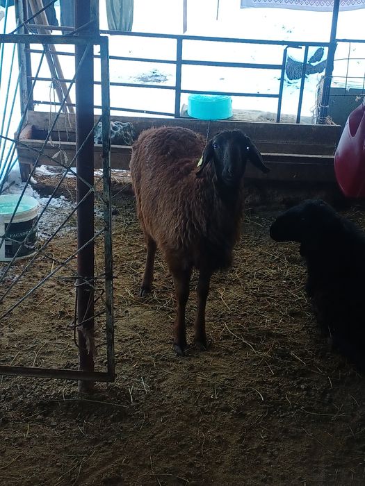 Гиссар тоқты қошқар