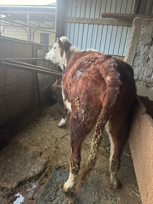 Сельхоз животное