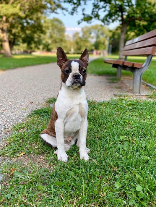 Boston terrier cu pedigree FCI baiat