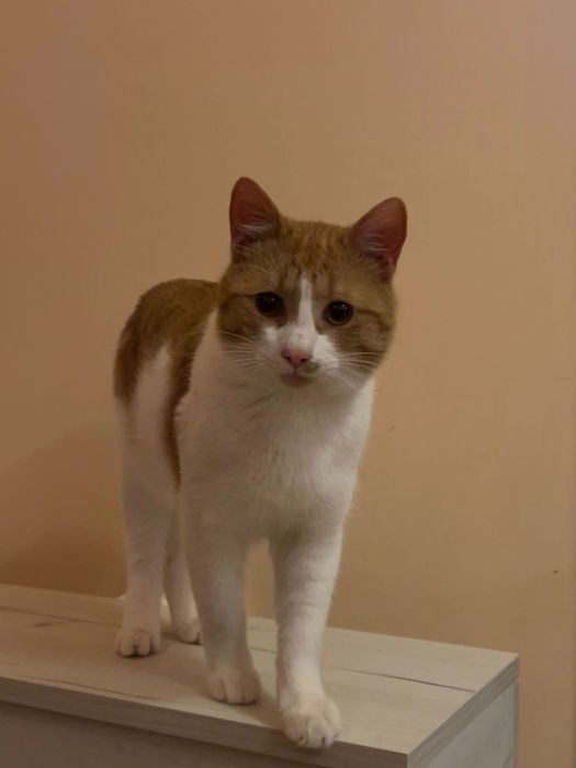 Мъжка кастирана котка