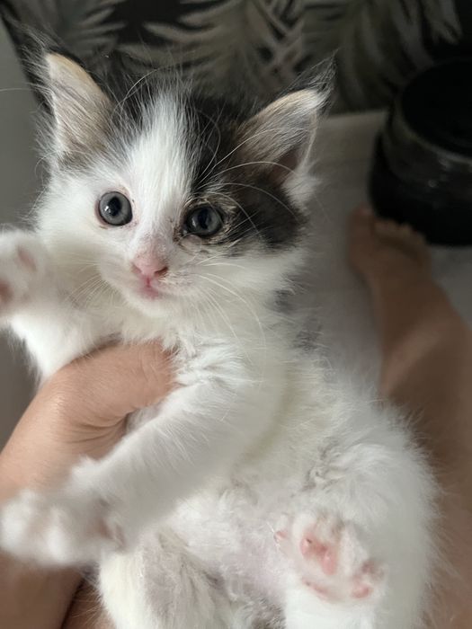 Отдам котят надежные добрые руки