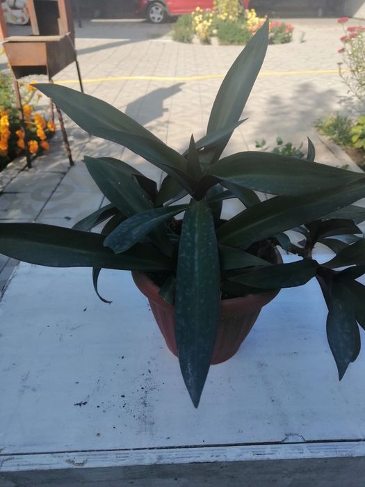 Продаю комнатные растения