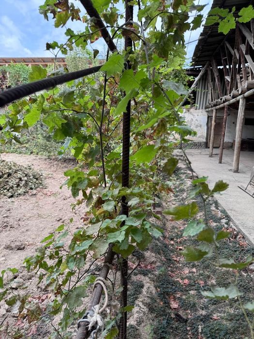 Зангиота, 8 соток ховли сотилади