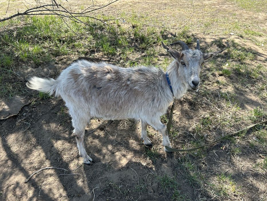 Продам коз три шт